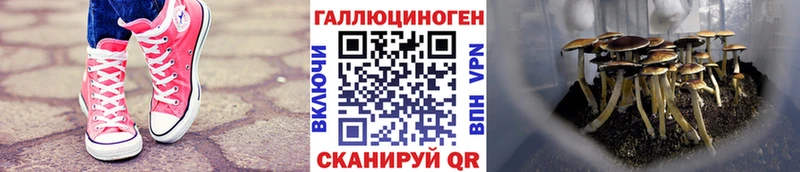 Галлюциногенные грибы Psilocybine cubensis  где можно купить   Калач 